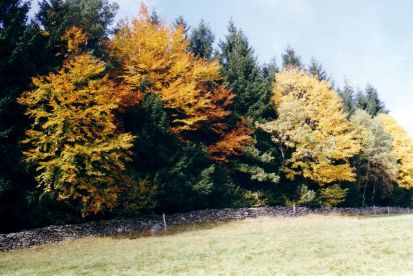 herbstliche Farbenpracht