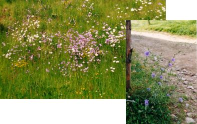 Ein Blumenstrau fr die Mama und eine Wegwarte am Bayerweg