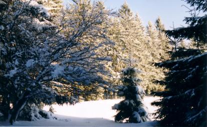 Drinnat im Woid hats a kloans Schneewerl gschneibt...